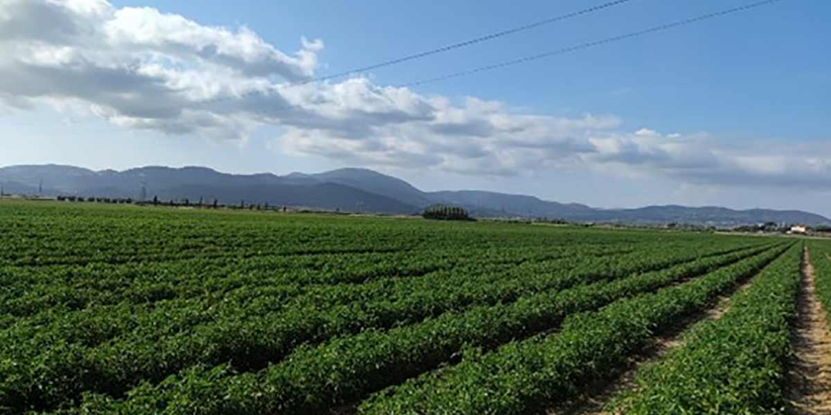 Italia Ortofrutta promuove un progetto di ricerca dedicato al pomodoro da industria